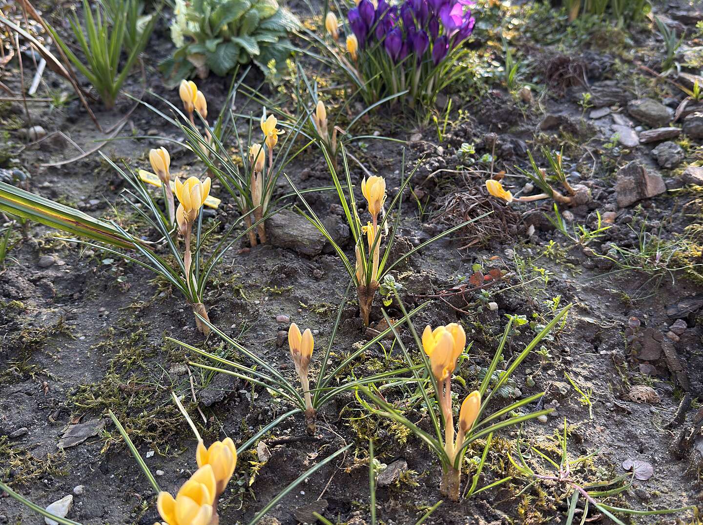 Bolletjes in de tuin van ecowijk Mandora in Houten foto gemaakt door Nelleke