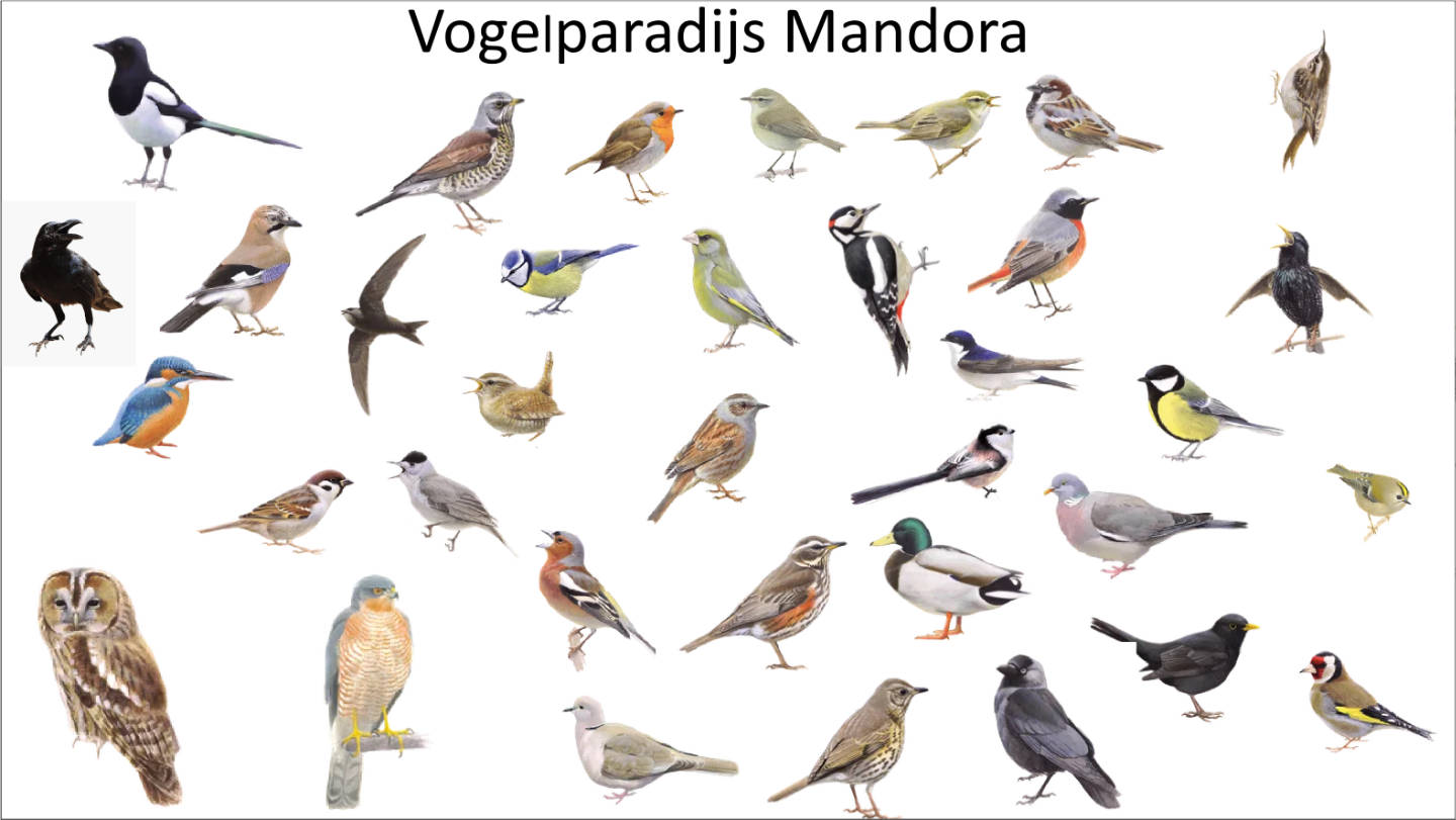 Alle vogels gespot in Mandora